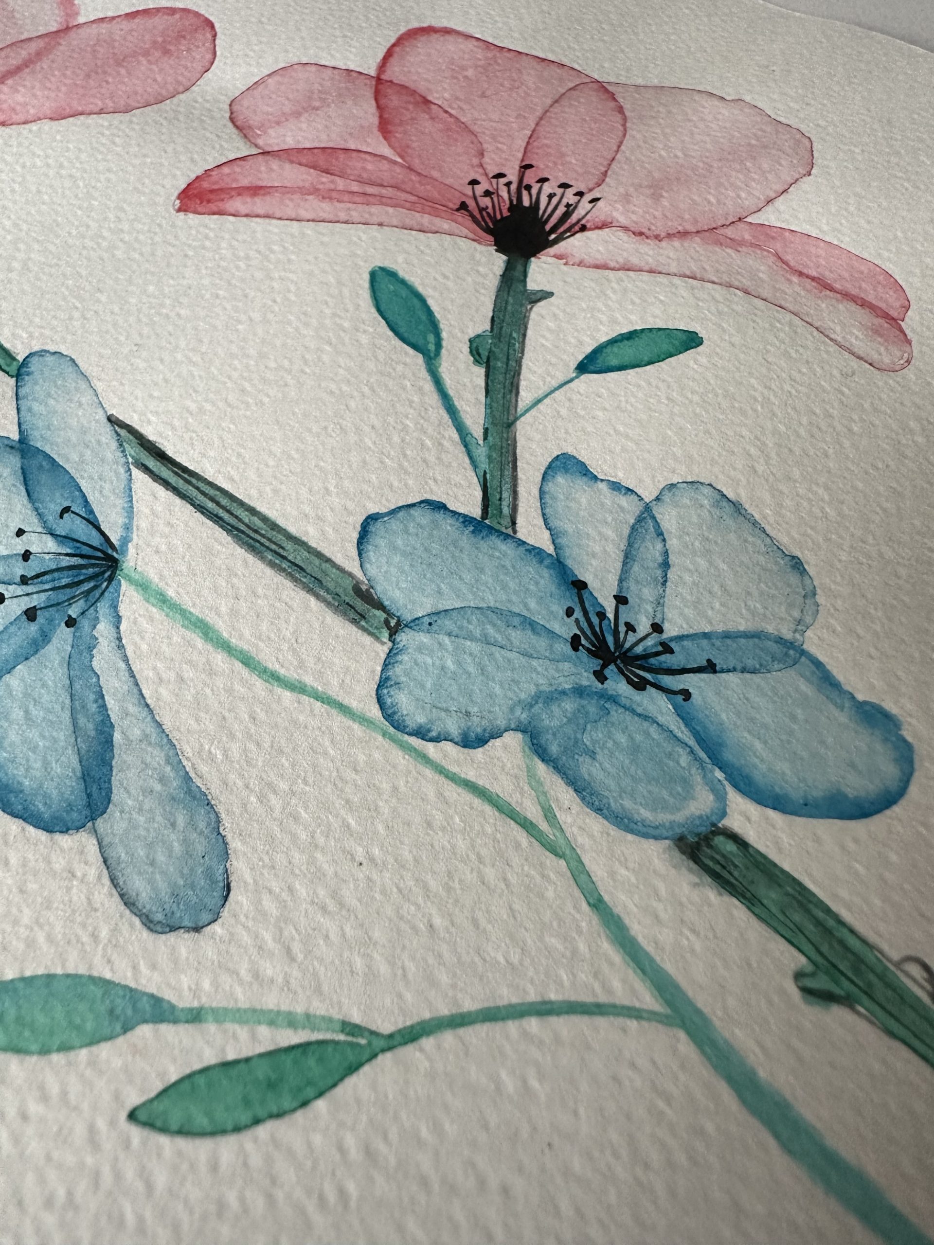 aquarelle floral illustration on watercolor paper